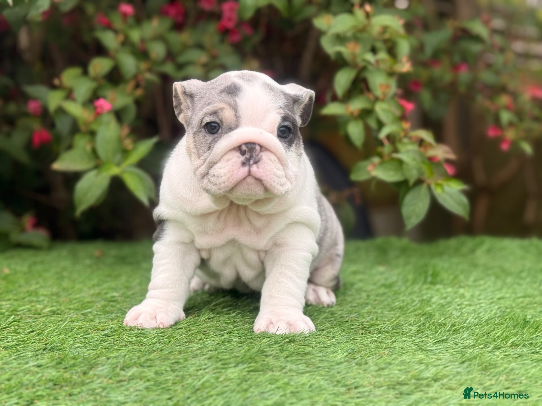 English Bulldog dogs for sale: English Bulldogs Pups for Sale  - Advert 12