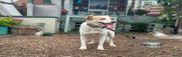 Jack Russell dogs for sale: Jack Russell/Parson Russell-type mix in London - Advert 2