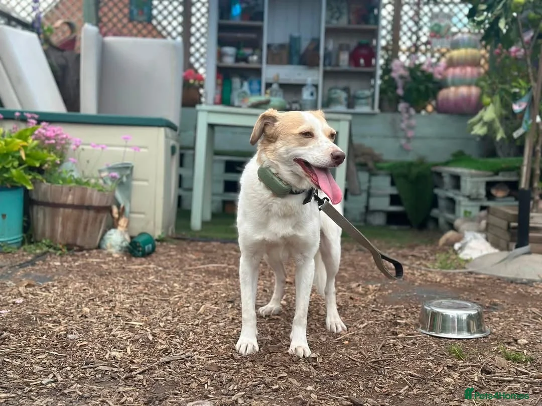 Jack Russell dogs for sale: Jack Russell/Parson Russell-type mix in London - Advert 2