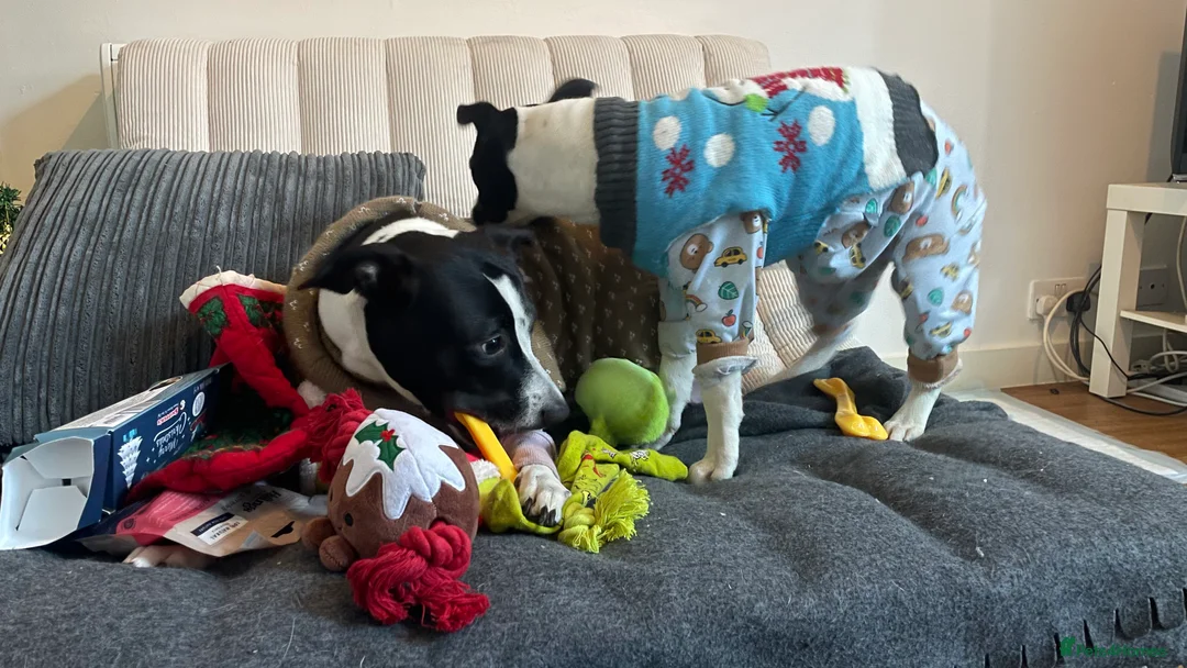 Mixed Breed dogs for sale: 6m Staffordshire bull terrier x lurcher female  - Advert 7