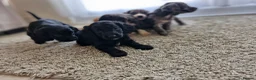 Cocker Spaniel dogs for sale: Cocker spaniel pups - Advert 9