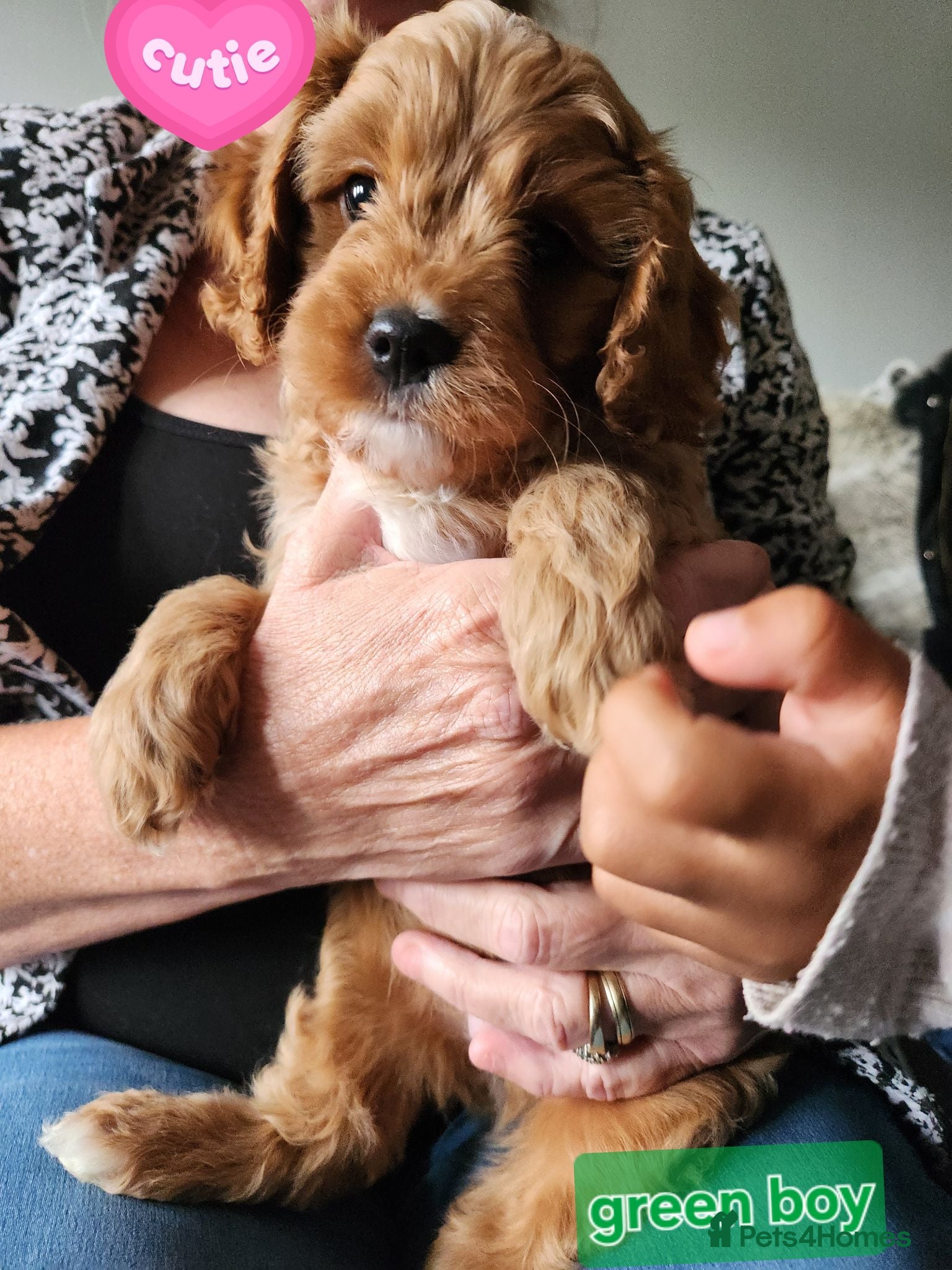 Cavapoo dogs Cavapoo puppies **1 girl, 1 boy remaining** - Advert 16