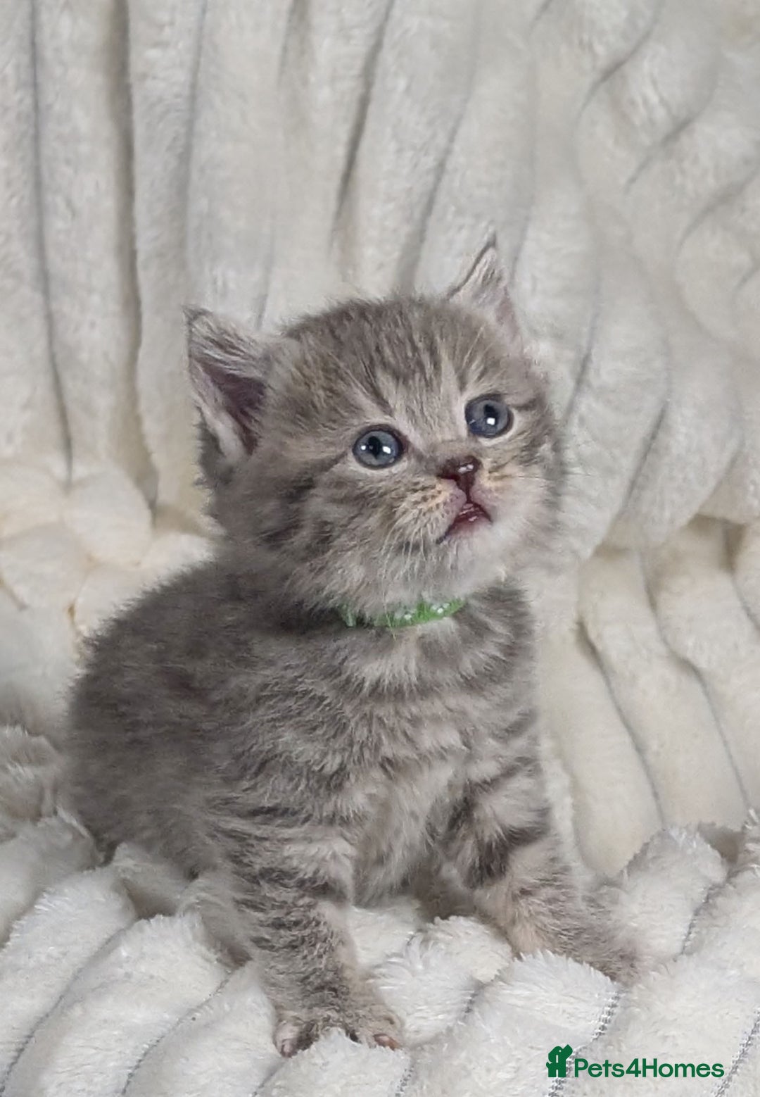 Scottish Fold cats for sale: 🐾TICA red ❣️SCOTTISH Fold•Straight - Advert 25