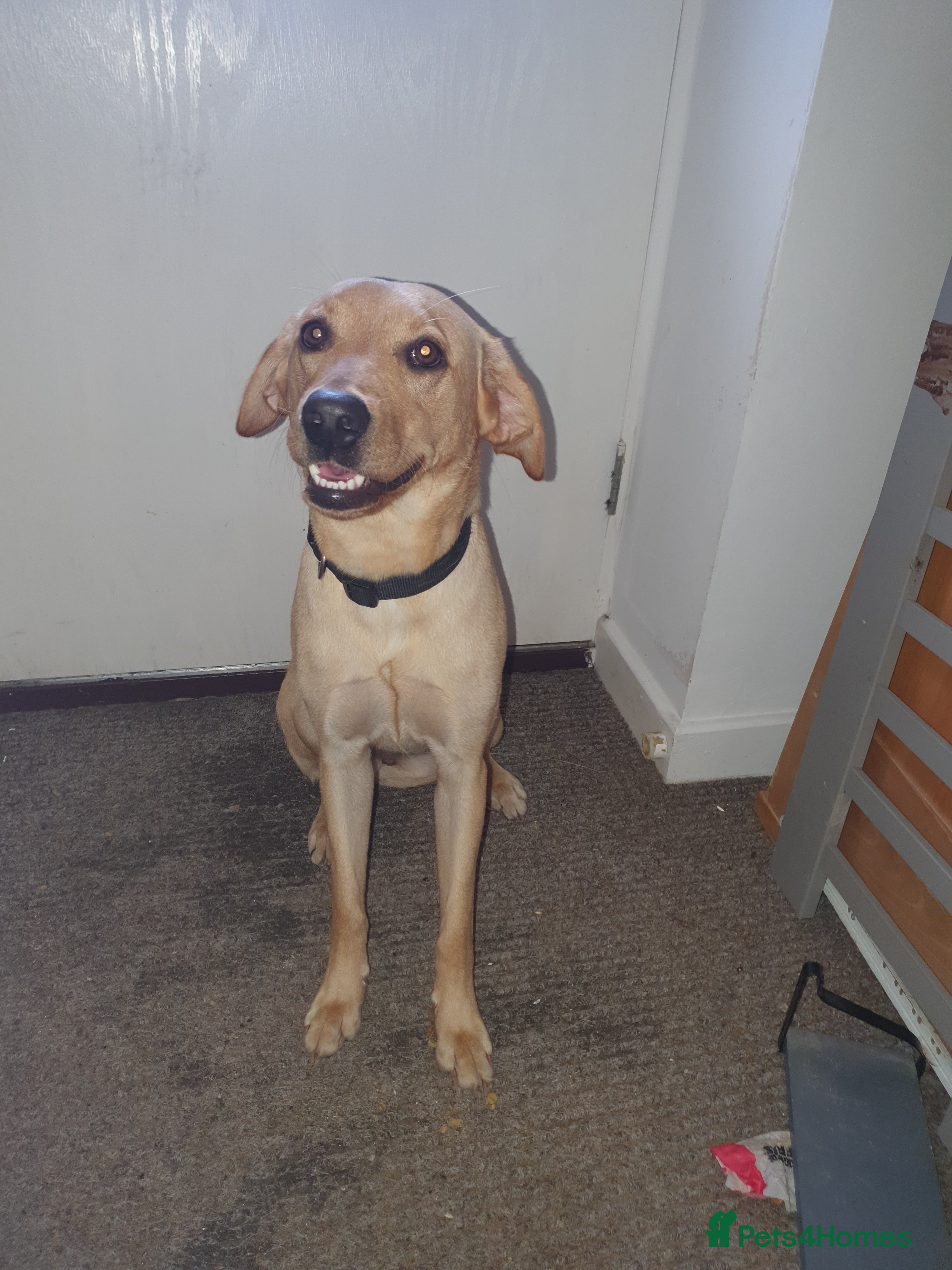 Labrador Retriever dogs Bambi - Advert 18