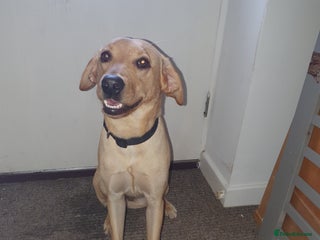 Labrador Retriever dogs - Advert 27