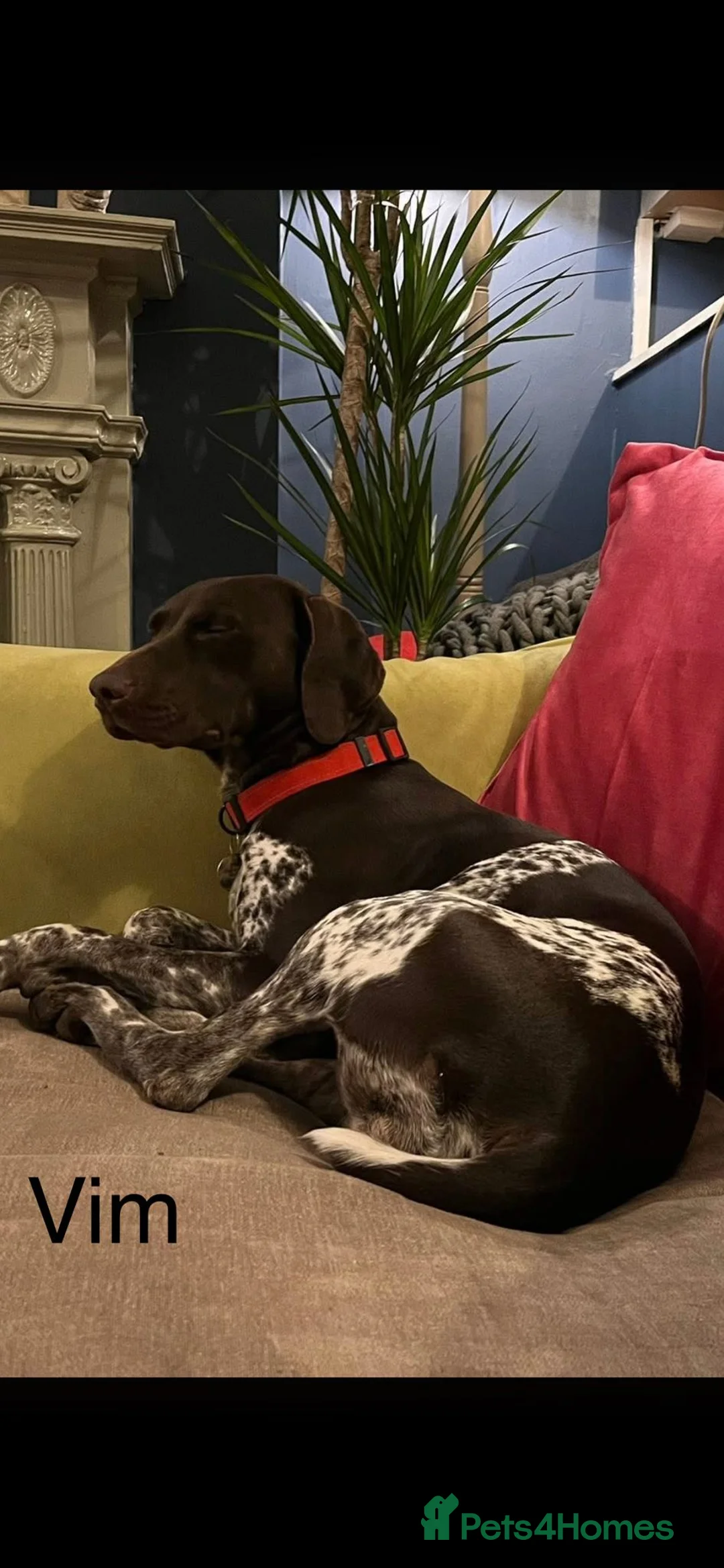 German Shorthaired Pointer dogs for sale: German Pointer Pups in Buxton - Advert 2