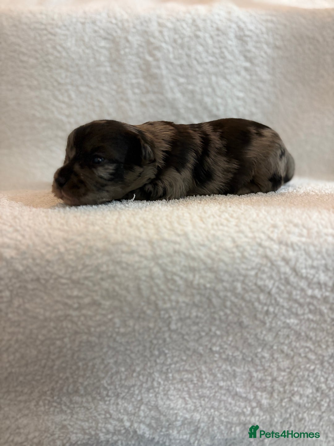 Yorkshire Terrier dogs for sale: Yorkshire terrier, terrier cross puppies - Advert 12