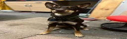 Australian Kelpie dogs for sale: 4 Year Old Australian Kelpie (Rusty) - Advert 5