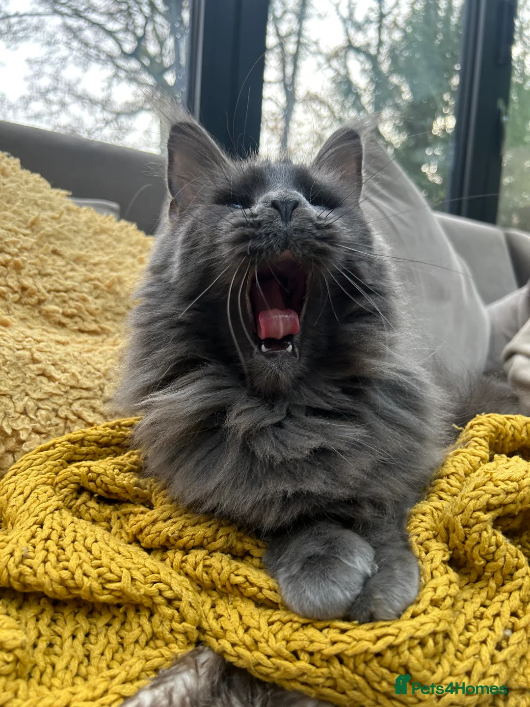 Maine Coon cats for sale: Kittens on the way! - Advert 10