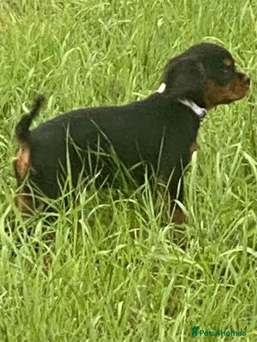 Cavalier King Charles Spaniel dogs for sale: Black and Tan Cavalier King Charles Bitch in Bedford - Advert 2