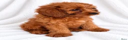 Cavapoo dogs for sale: 🐾 Cavapoo Puppies – Ready Now! 🐾 in Surbiton - Advert 10