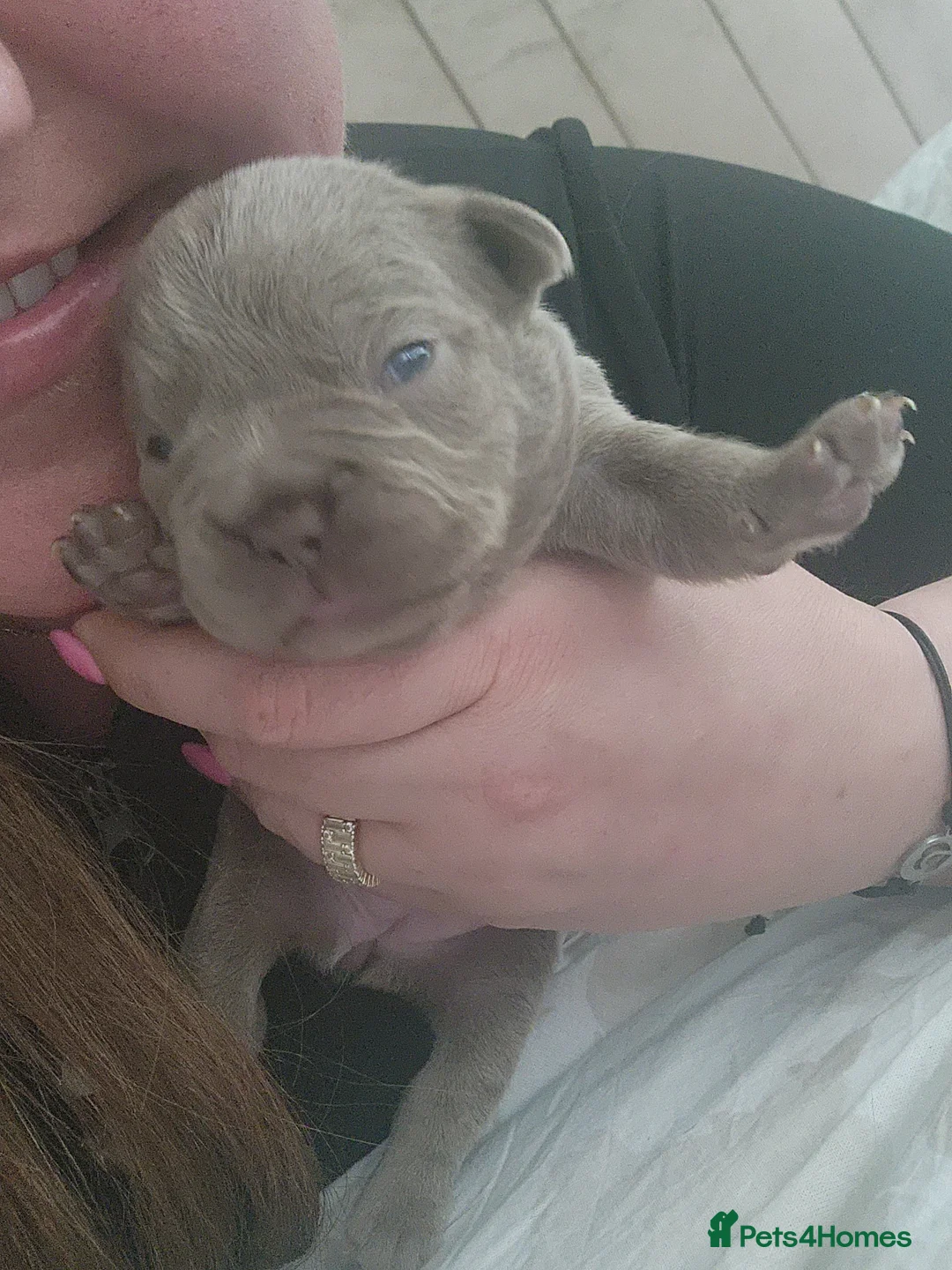 French Bulldog dogs for sale: French Bulldog puppies in Skelmersdale - Advert 2