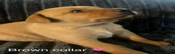 Labrador Retriever dogs for sale: KC registered Fox Red Labrador puppies - Advert 8