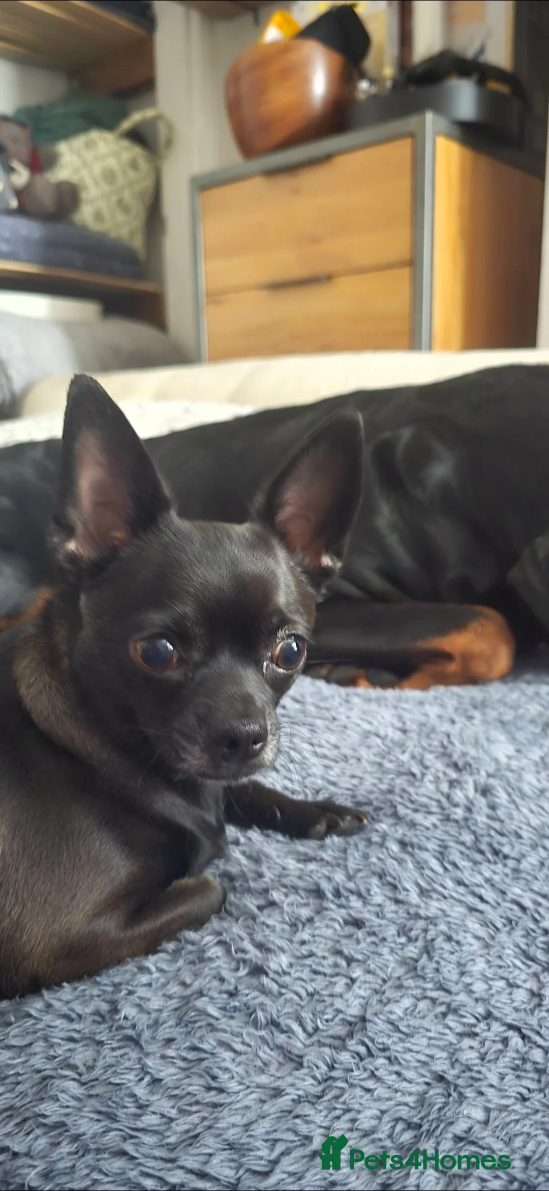Chihuahua dogs for sale: Forever Home Wanted for Maze  - Advert 2