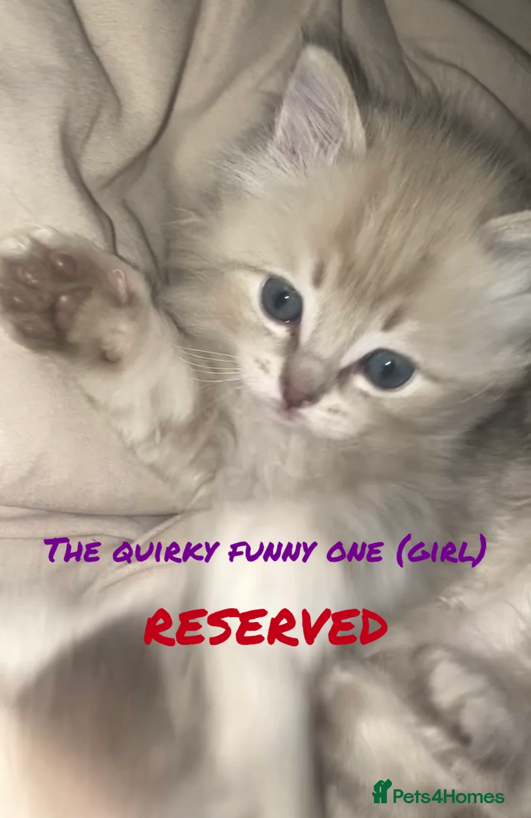 Ragdoll cats for sale: Ragdoll kittens in Perth - Advert 5