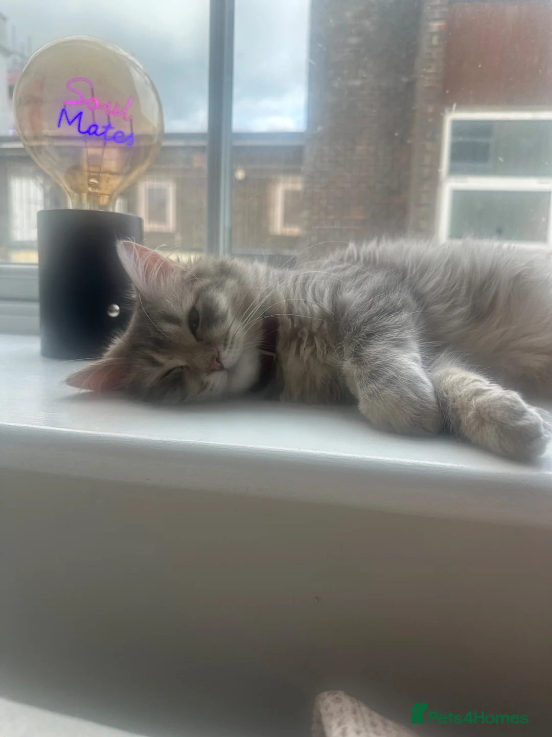 Mixed Breed cats for sale: Princess Luna in Saint Leonards-on-sea - Advert 2