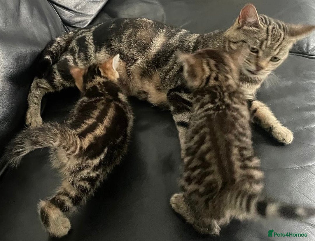 Mixed Breed cats for sale: Beautiful full marble/stripy kittens - Image 6