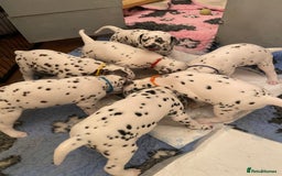 Dalmatian dogs for sale: Top quality show type Dalmatian pups 🐶  - Image 14