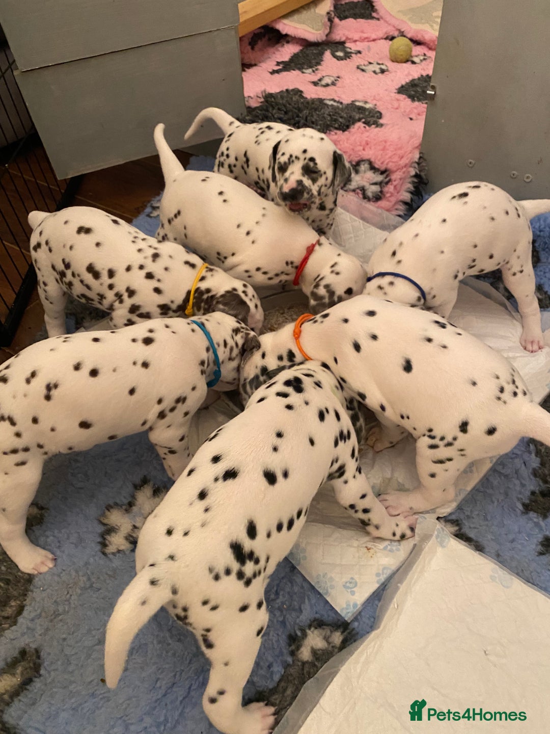 Dalmatian dogs for sale: Top quality show type Dalmatian pups 🐶  - Image 14