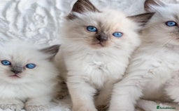 Ragdoll cats for sale: Beautiful Ragdoll Kittens - Image 5