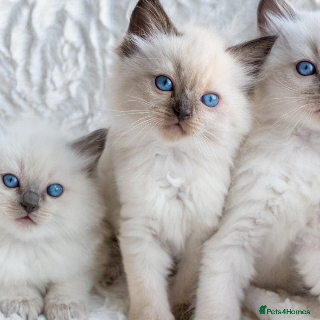 Ragdoll cats for sale: Beautiful Ragdoll Kittens - Image 5