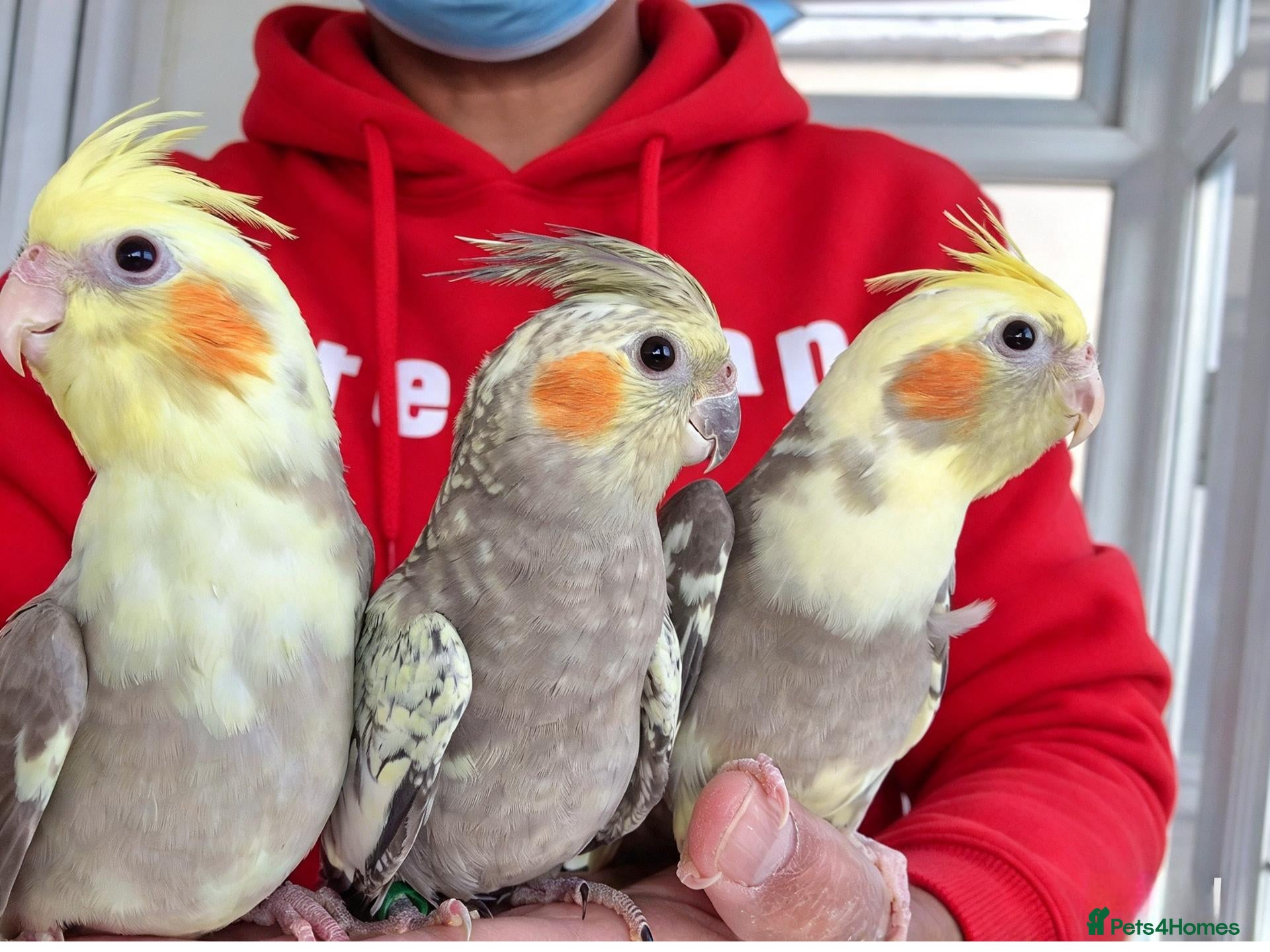 Cockatiels birds super silly hand tamed baby cockatiel - Advert 18