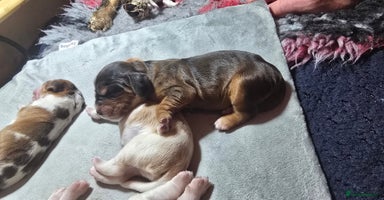 Cocker Spaniel dogs - Advert 2