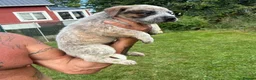 Australian Cattle Dog dogs for sale: Discover the Joy of Owning an Australian Cattles in Birmingham - Advert 2