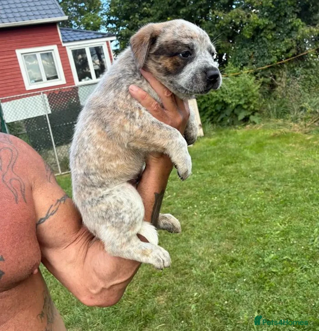 Australian Cattle Dog dogs for sale: Discover the Joy of Owning an Australian Cattles in Birmingham - Advert 2
