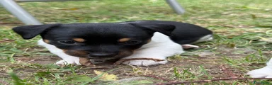 Jack Russell x 6