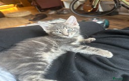 Mixed Breed cats for sale: Beautiful Half Maincoon/NorwegianFC X Russian Blue - Image 3