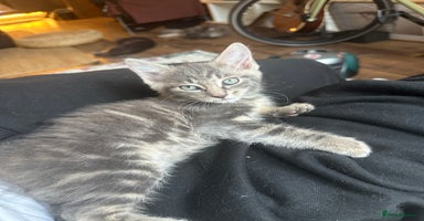 Mixed Breed cats - Advert 11