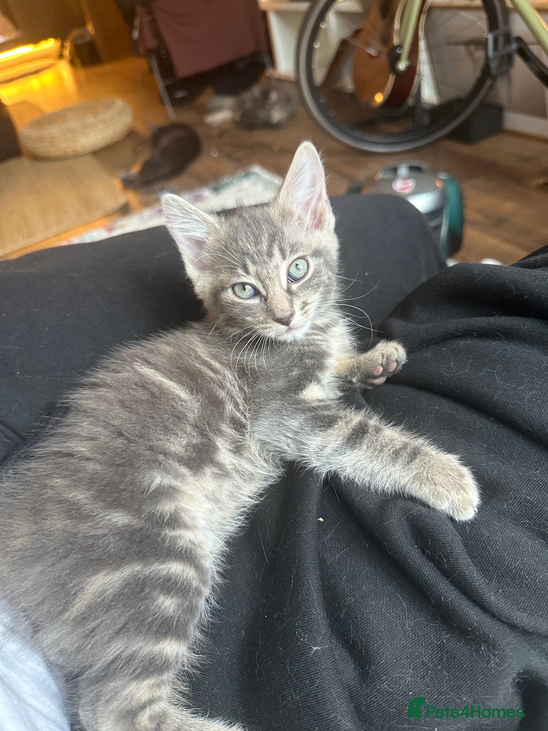 Mixed Breed cats for sale: Beautiful Half Maincoon/NorwegianFC X Russian Blue - Image 3