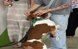 Brittany Spaniel dogs for adoption: Elvis, Brittany Cross, aged 1 in Bedford - Image 24