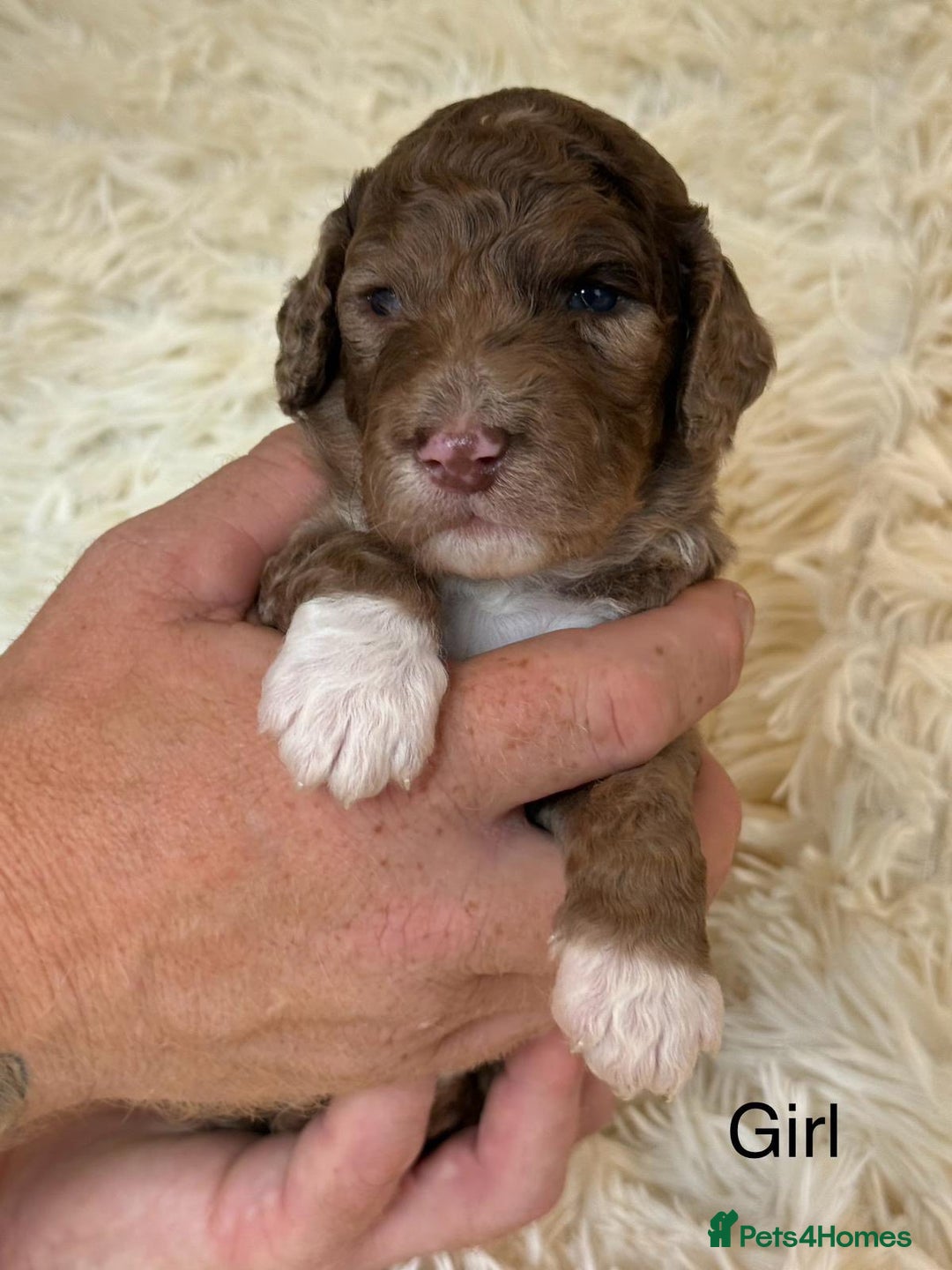 Cockapoo dogs for sale: beautiful merle cockapoo pups, ready 19th August - Image 8