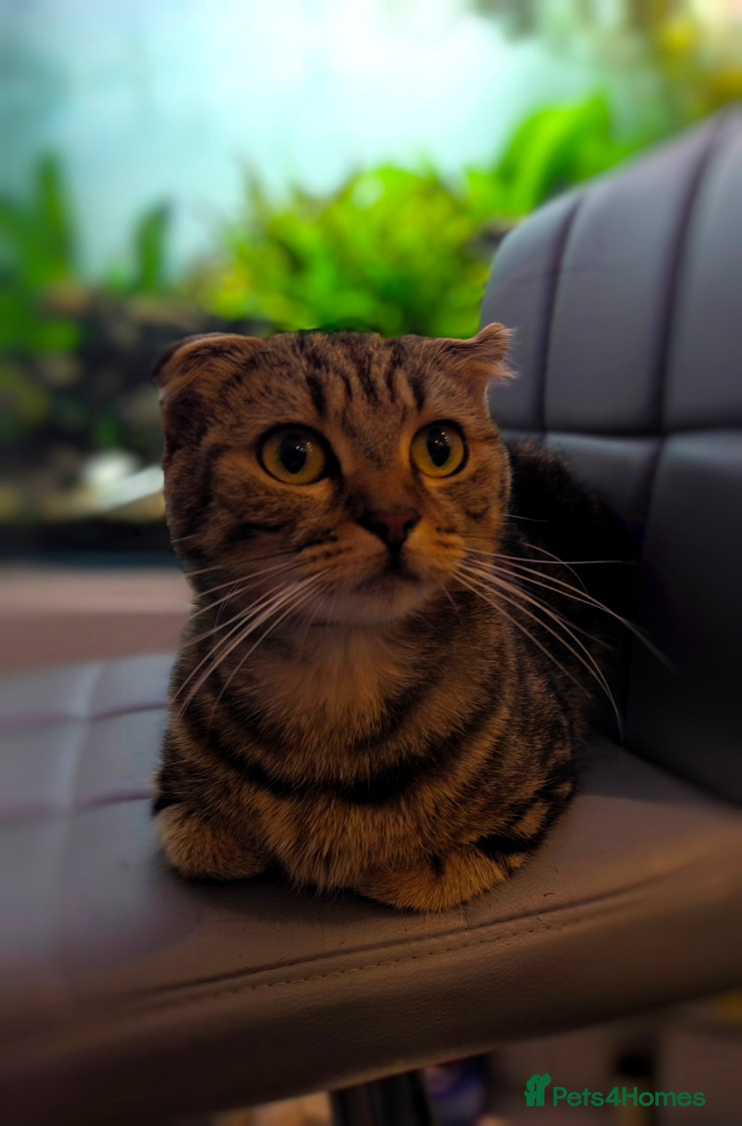 Scottish Fold cats for sale: Do I look cute 🥰 - Advert 1