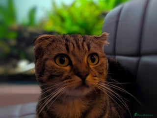 Scottish Fold cats Do I look cute 🥰 - Advert 9