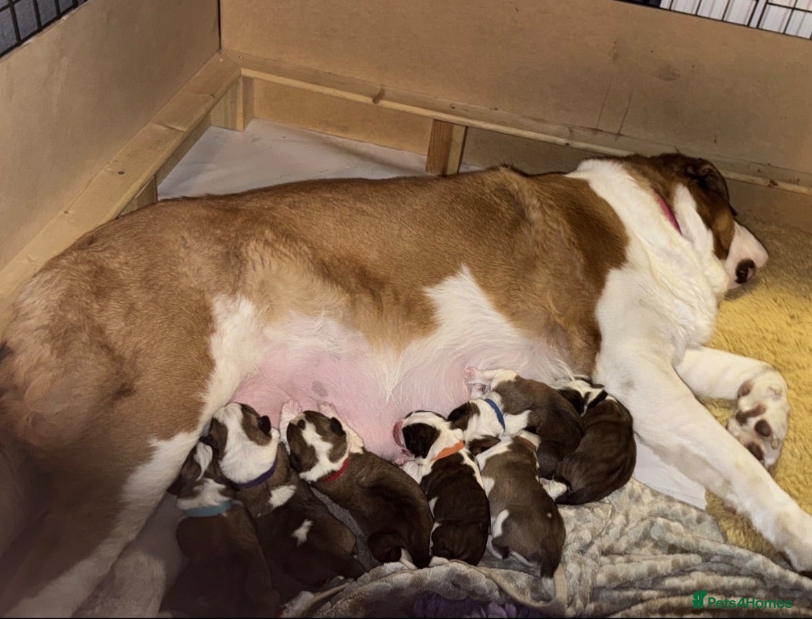 Saint Bernard dogs 5 stunning male St Bernard puppies - Advert 5
