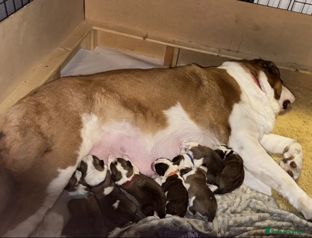Saint Bernard dogs for sale: 5 stunning male St Bernard puppies in Rotherham - Advert 1