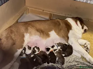 Saint Bernard dogs 5 stunning male St Bernard puppies - Advert 6