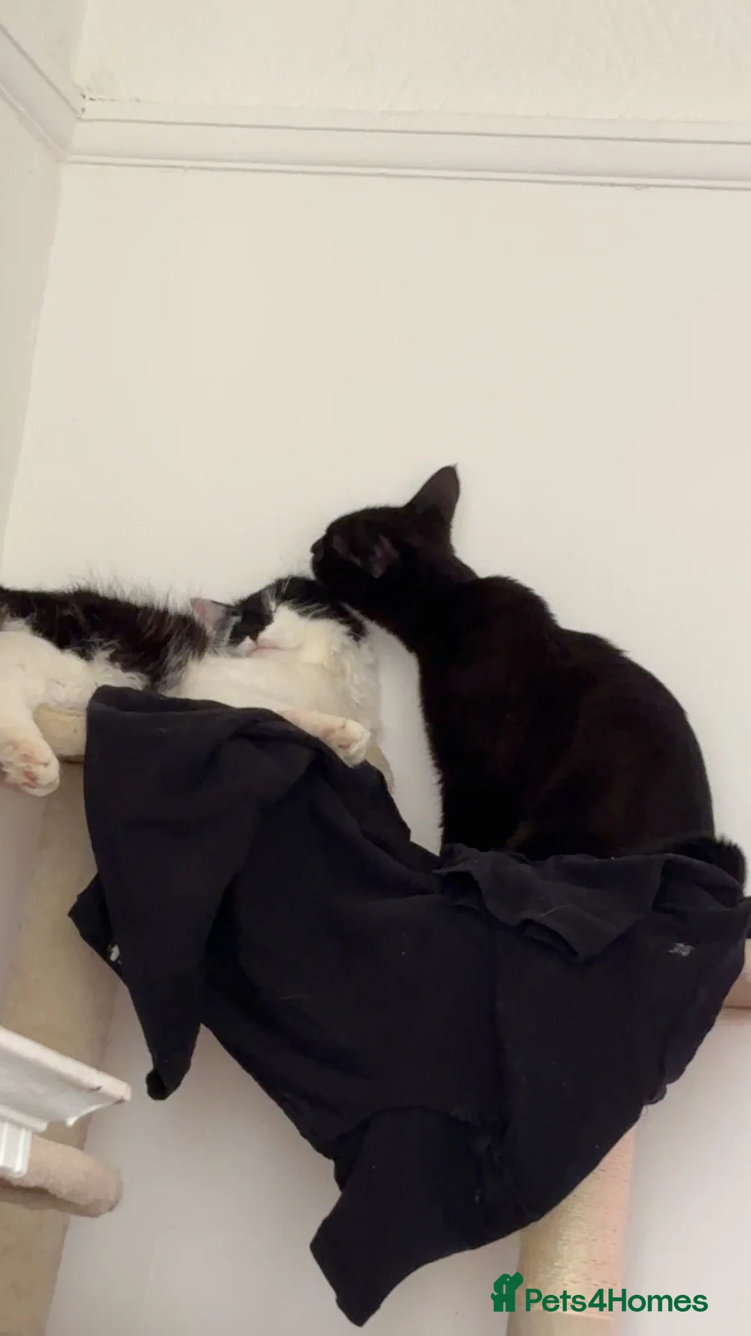 Mixed Breed cats for sale: Juna and Rio in London - Advert 30