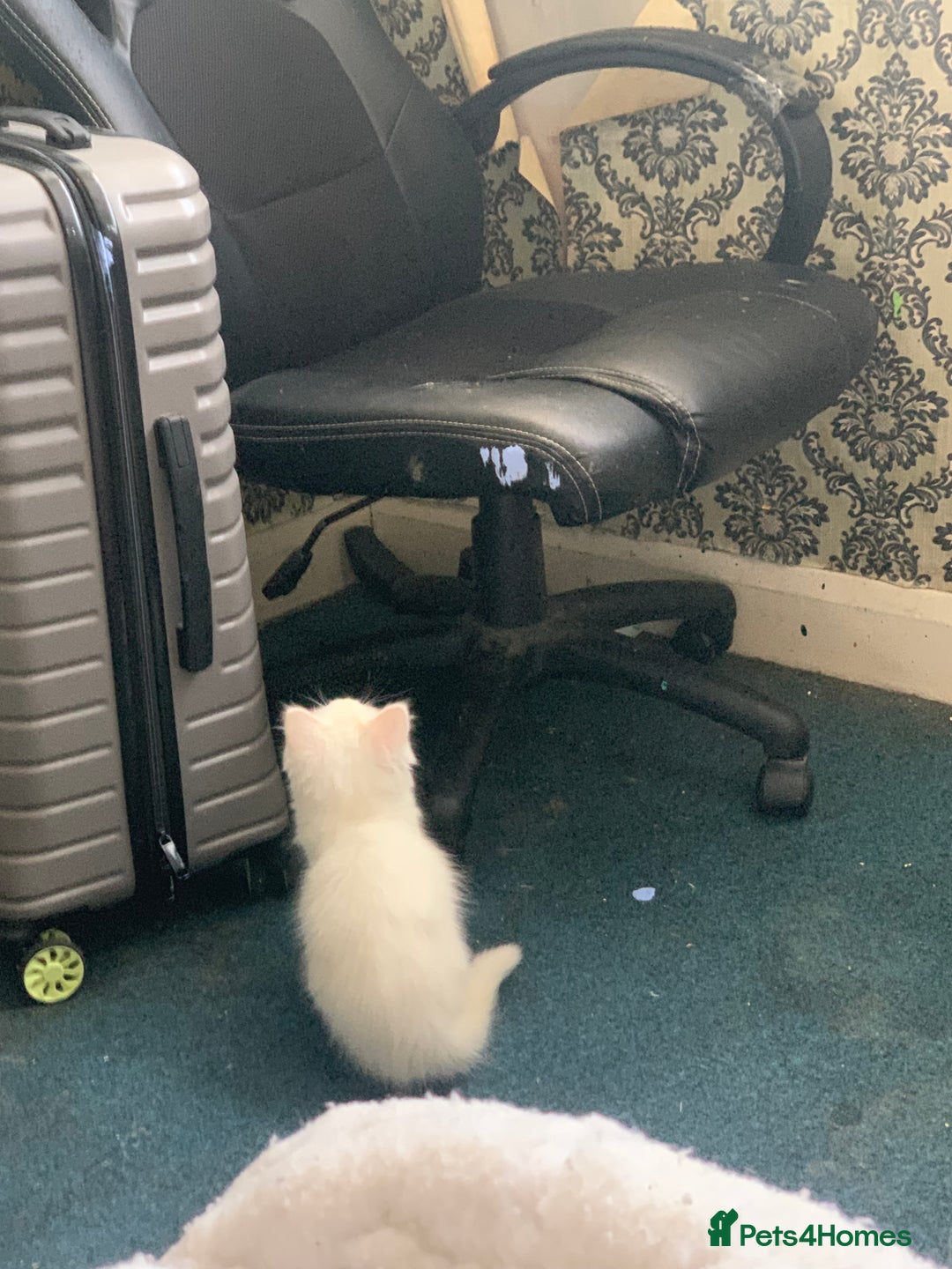 British Shorthair cats for sale: 3 Kitten ready to leave today  - Advert 22