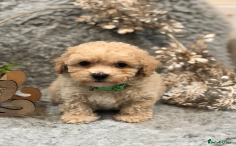 Poochon dogs Little babies - Advert 1