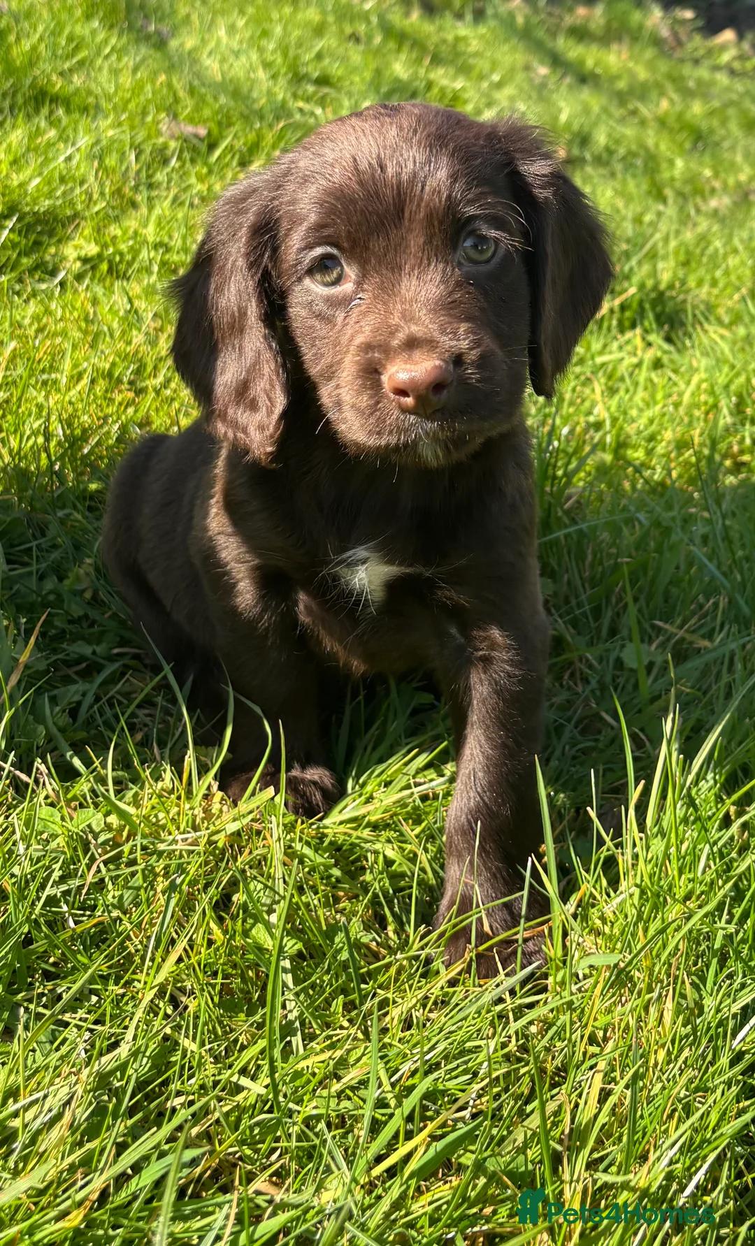 Cocker Spaniel dogs for sale: ❗️5 cocker spaniel puppies looking for new home ❗️ - Advert 2