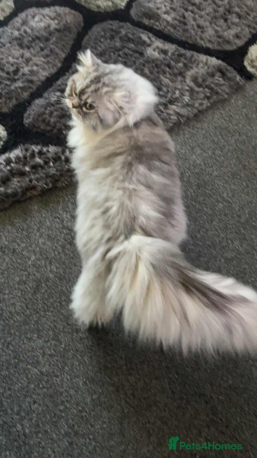 Persian cats for stud: chinchilla Persian proven stud ONLY not for sale  - Advert 8