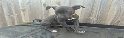 Presa Canario dogs for sale: Presa Canario Puppies ♥️  - Advert 12