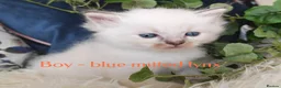 Ragdoll cats for sale: GCCF REGISTERED BEAUTIFUL RAGDOLLS KITTENS  - Advert 34
