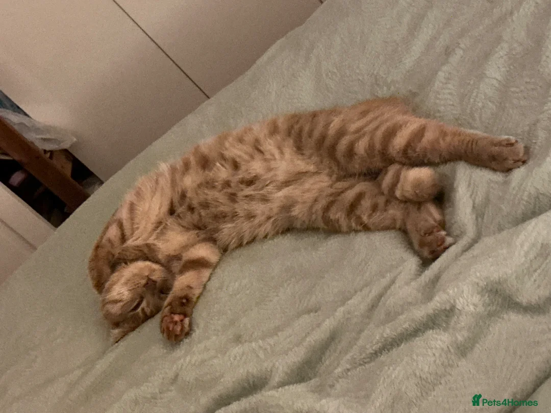 Domestic Shorthair cats for sale: Simba in Kidlington - Advert 2