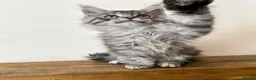 Maine Coon cats for sale: Awesome mix of Magnificent Main Coon Kittens  - Advert 11