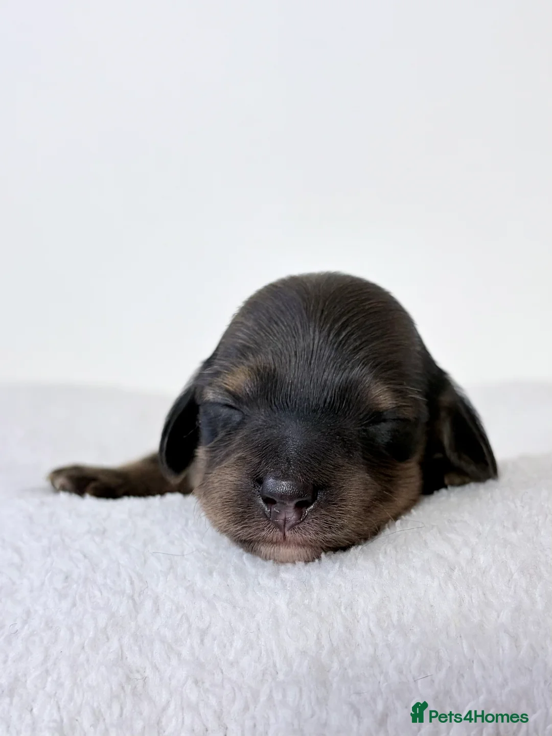 Miniature Dachshund dogs for sale: KC Reg Longhaired Miniature Dachshunds  in Johnstone - Advert 17